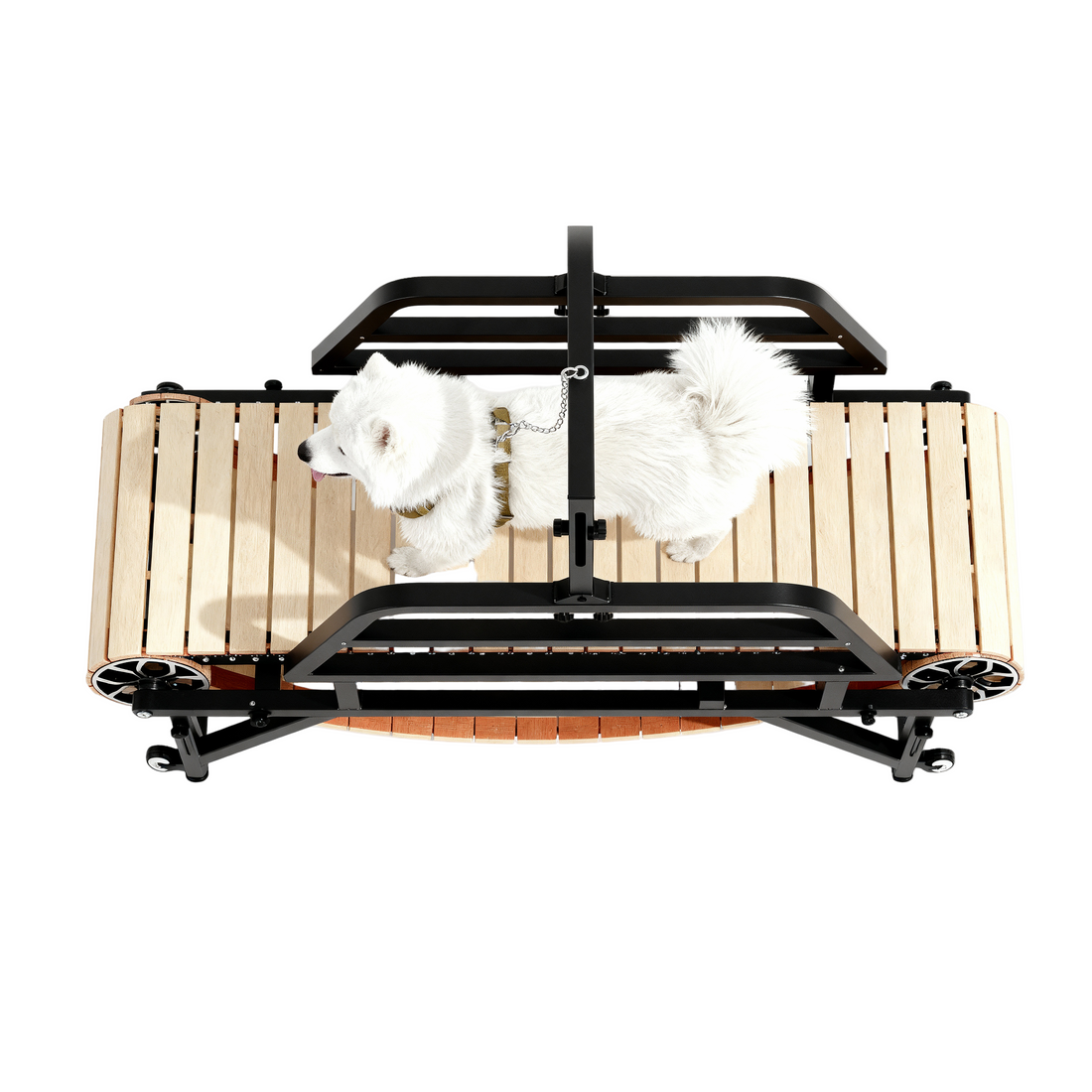 dog walking on a manual dog treadmill on a white background