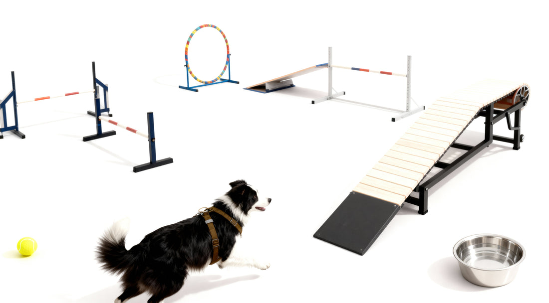 a dog on the left of the screen, about to run toward the right, but there are several different acrobatic setups to pass through