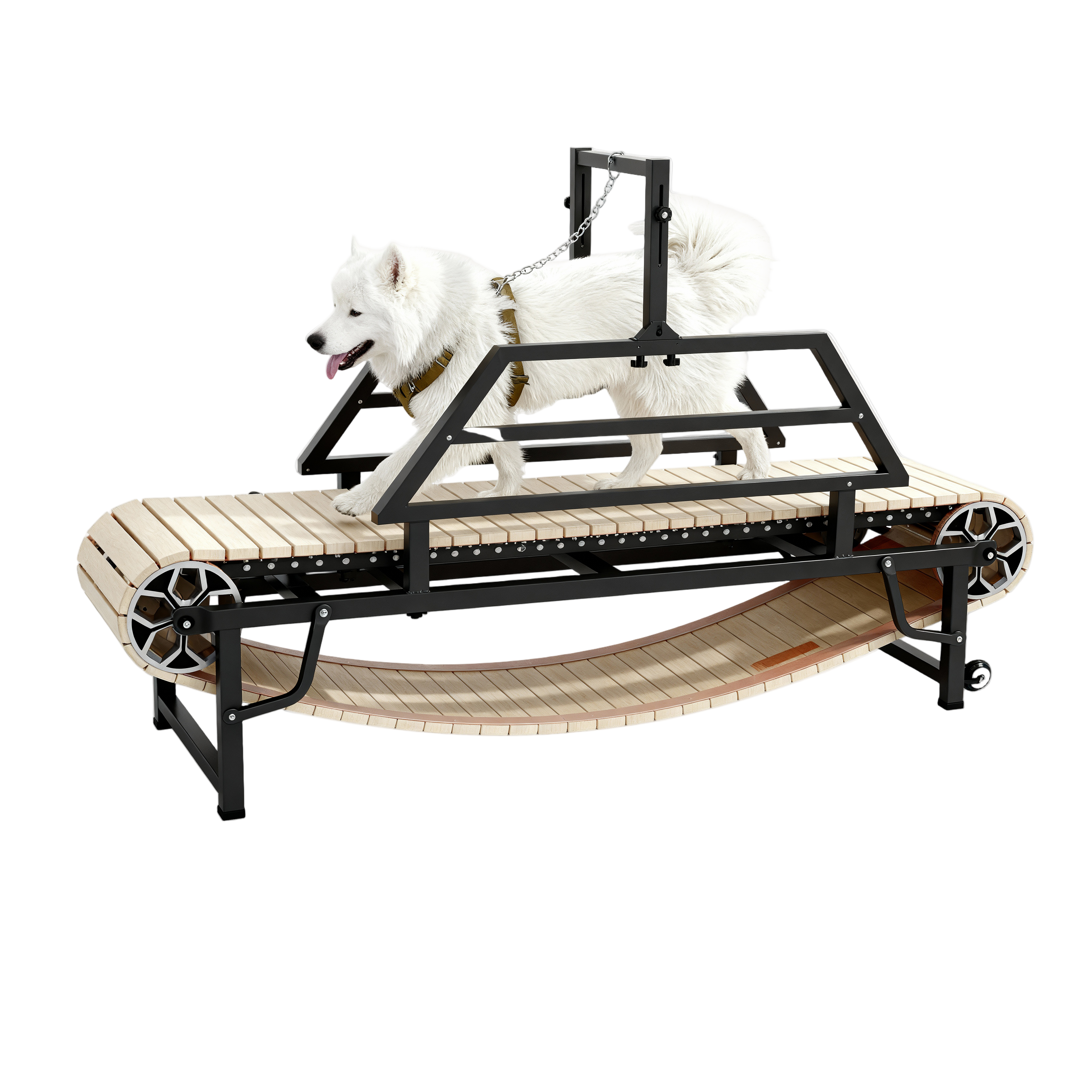 Dog on a wooden manual dog exercise treadmill on a white background