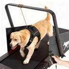 Dog using a motorized dog treadmill with a remote control held by a person, on a white background