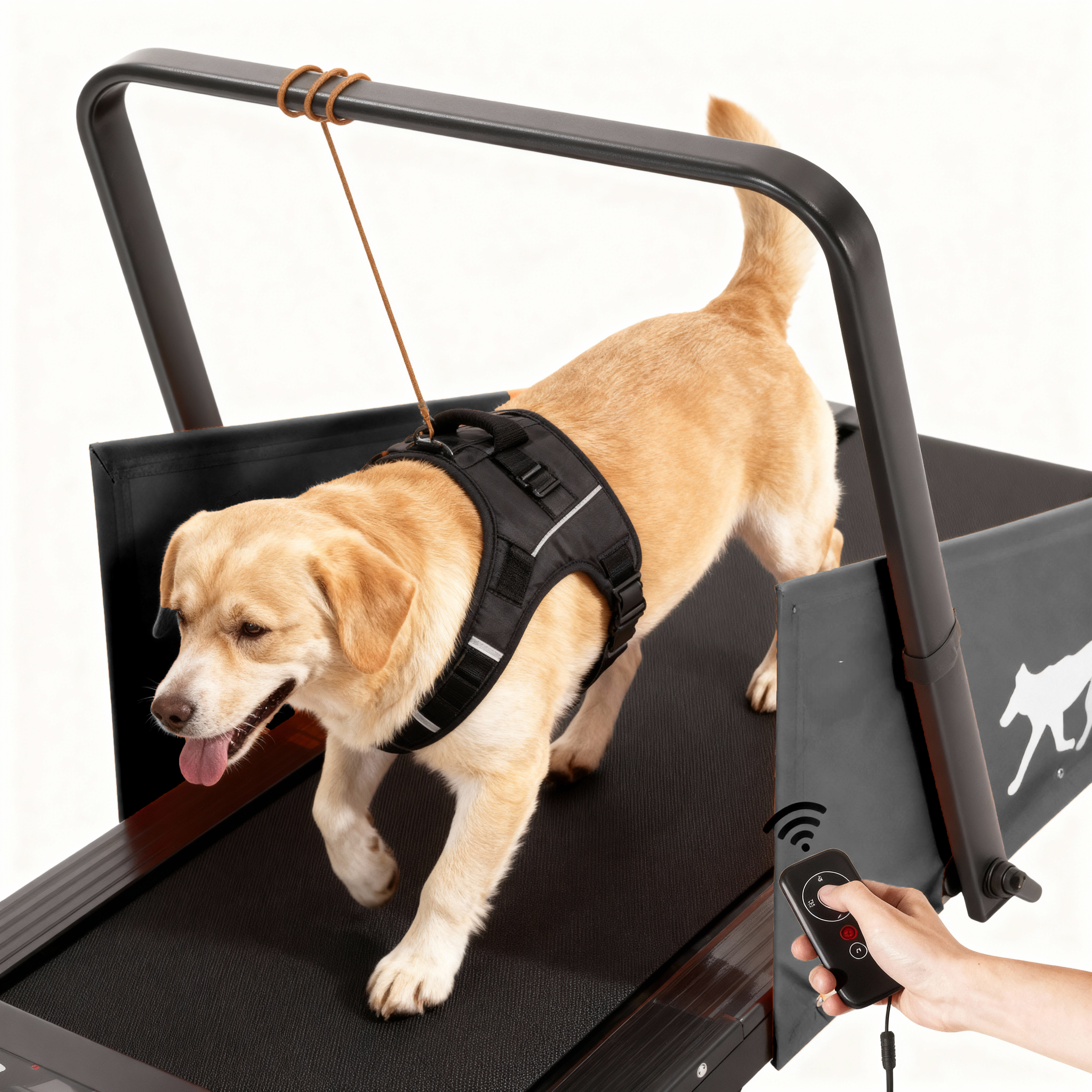 Dog using a motorized dog treadmill with a remote control held by a person, on a white background