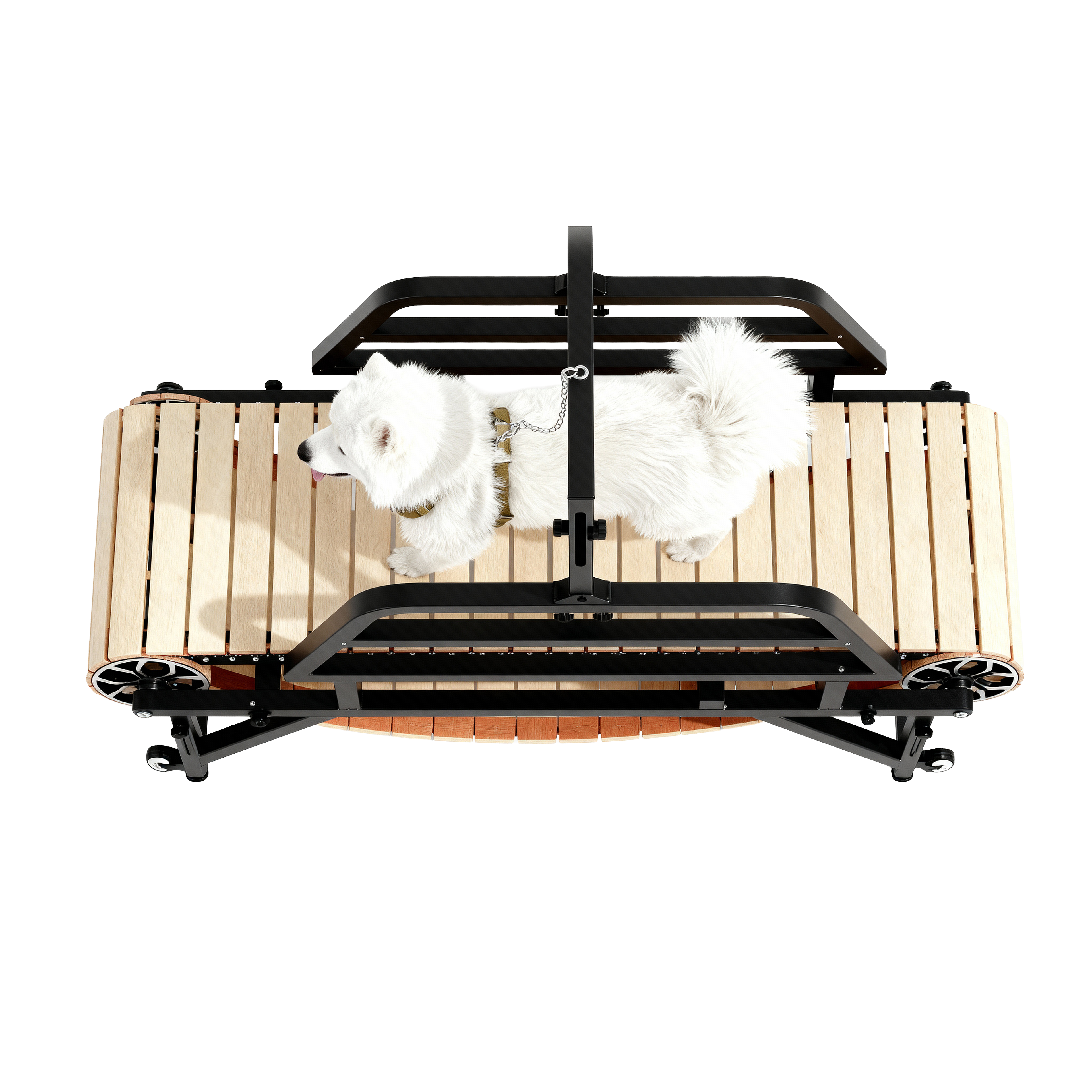 Samoyed dog walking on a wooden manual dog treadmill with a black metal frame against a white background